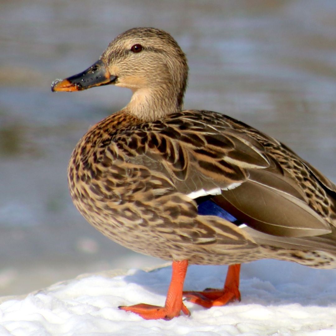 A duck on the bank of the water in Lakeside Park