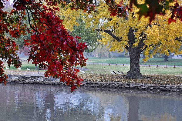 Trees over water